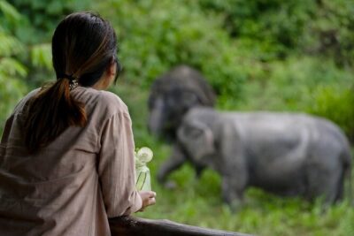 Phuket Elephant Sanctuary Canopy Walkway Tour
