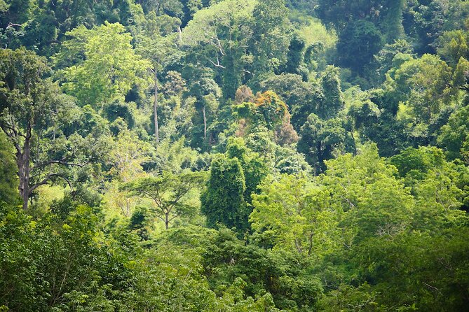 Phuket: Elephant Sanctuary Canopy Walkway Tour - Feeding the elephants before March 31, 2026