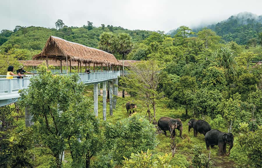 Phuket: Elephant Sanctuary Canopy Walkway Tour - How to make the most of your 90 minutes