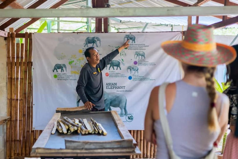 Phuket: Elephant Sanctuary Feed and Bathe Gentle Giants - Key things to know before you book