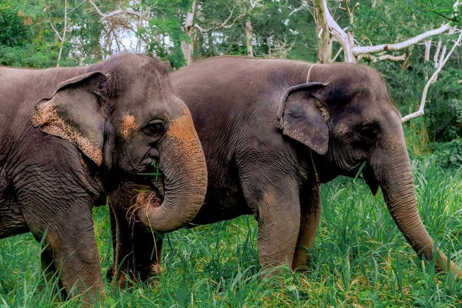 Phuket: Elephant Sanctuary Feed and Bathe Gentle Giants - Booking, cancellation, and useful cautions