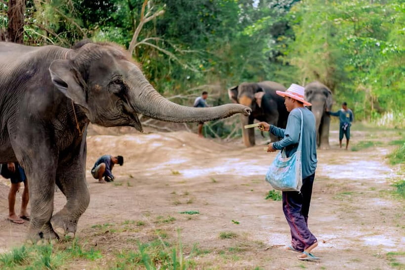 Phuket: Elephant Sanctuary Feed and Bathe Gentle Giants - Why the feeding session feels more meaningful