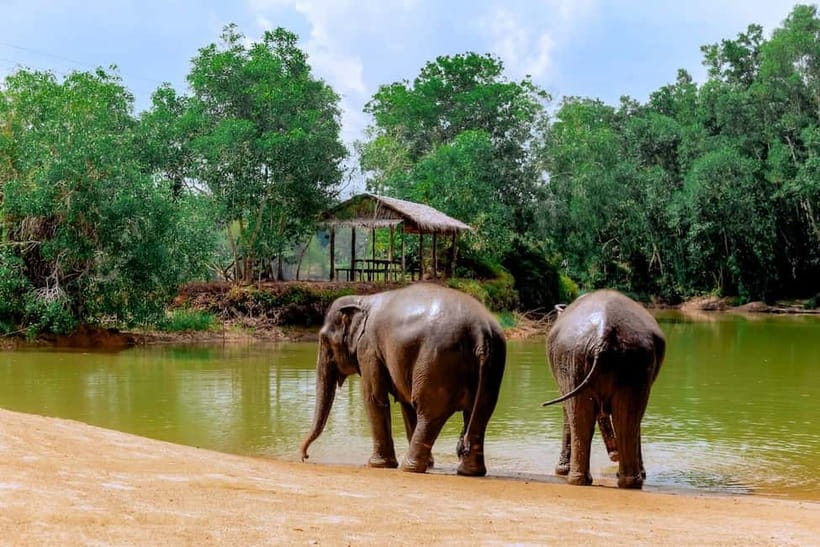 Phuket: Elephant Sanctuary Feed and Bathe Gentle Giants - Watching Lilu and the elephants at close range