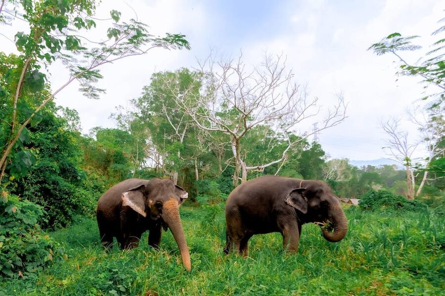 Phuket: Elephant Sanctuary Feed and Bathe Gentle Giants - Following the elephants to the nearby river
