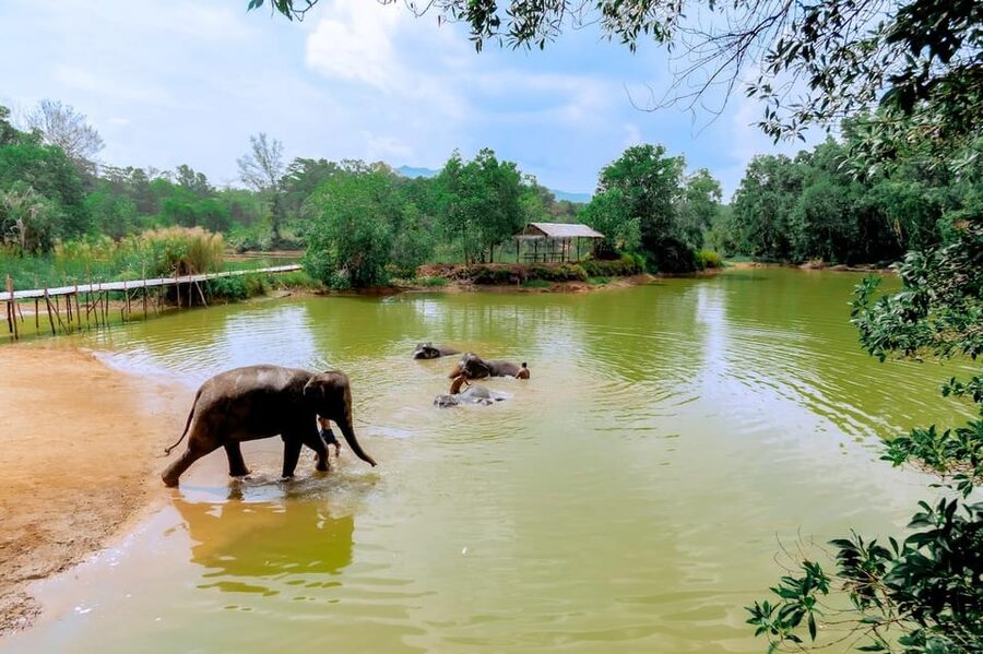 Phuket: Elephant Sanctuary Feed and Bathe Gentle Giants - What the $56 price really covers