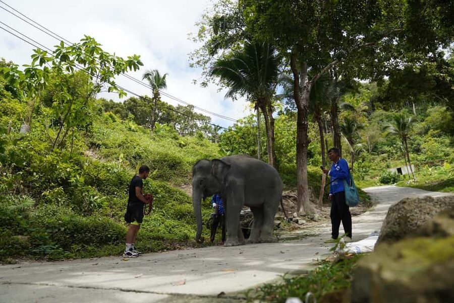 Phuket: Elephant Sanctuary Guided Tour with Hotel Transfers - The Hilltop Setting Behind Patong