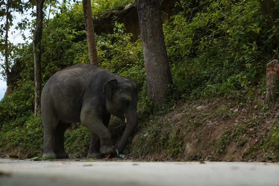 Phuket: Elephant Sanctuary Guided Tour with Hotel Transfers - Who Should Book This Experience?