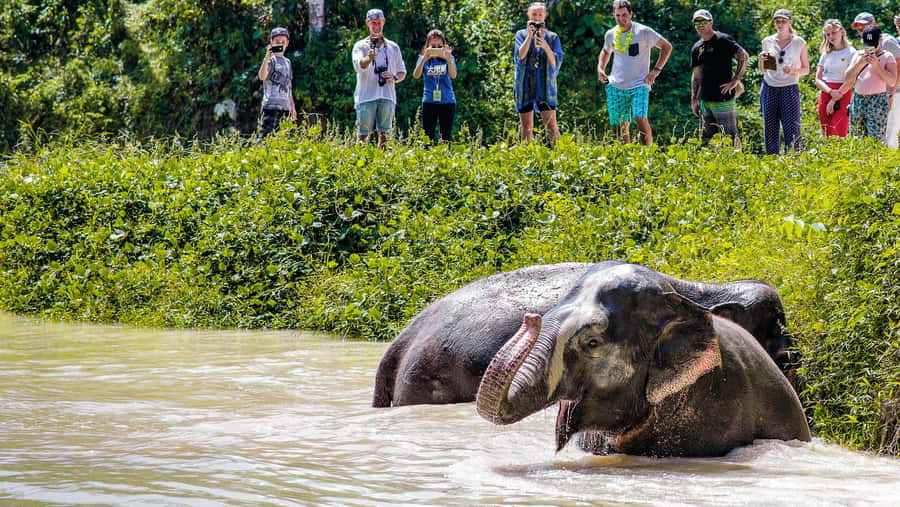 Phuket Elephant Sanctuary: Half-Day with Vegetarian Meal - Key points at a glance