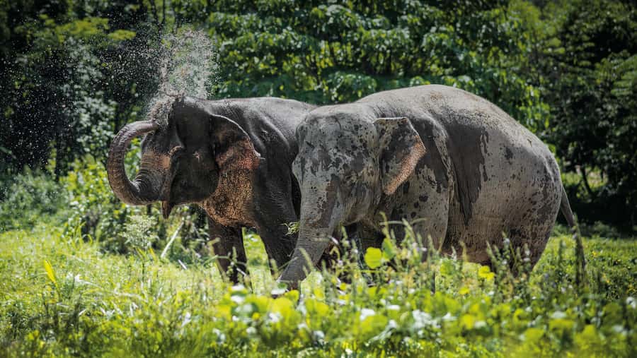 Phuket Elephant Sanctuary: Half-Day with Vegetarian Meal - Why this sanctuary feels different