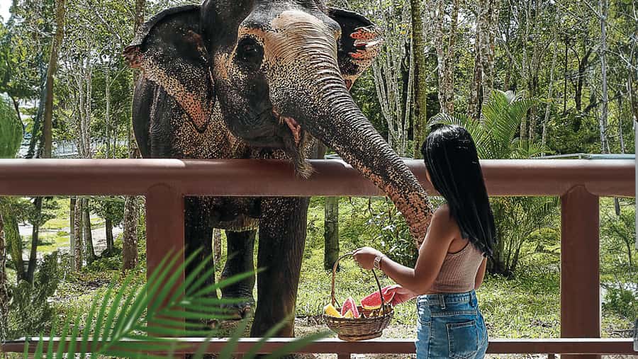 Phuket Elephant Sanctuary: Half-Day with Vegetarian Meal - Feeding fruit, with sensible limits