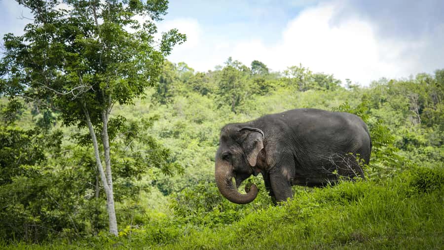 Phuket Elephant Sanctuary: Half-Day with Vegetarian Meal - Along the canopy walkway and forest trails