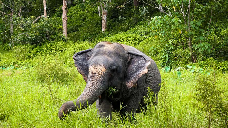 Phuket Elephant Sanctuary: Half-Day with Vegetarian Meal - Watching elephants bathe on their own terms