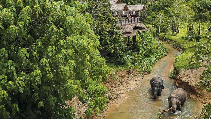 Phuket Elephant Sanctuary: Half-Day with Vegetarian Meal - A vegetarian Thai meal that earns its place