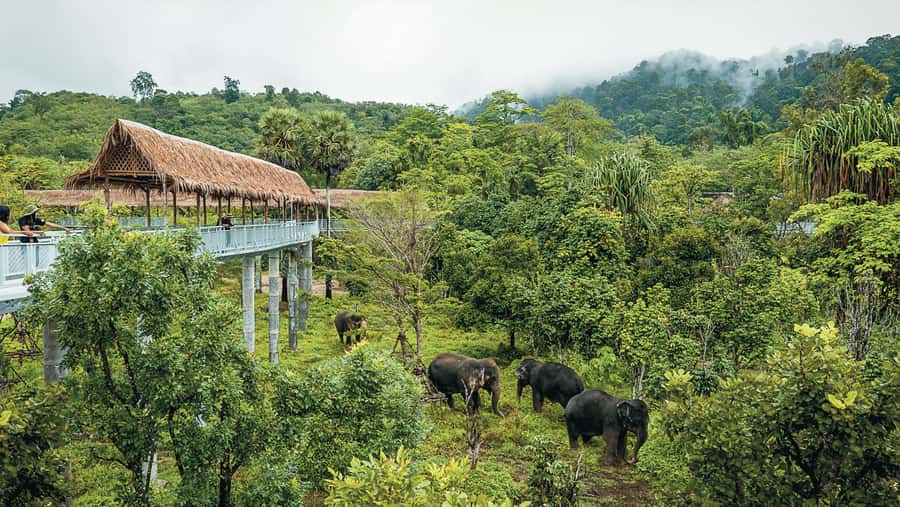 Phuket Elephant Sanctuary: Half-Day with Vegetarian Meal - Who should book this half-day visit?