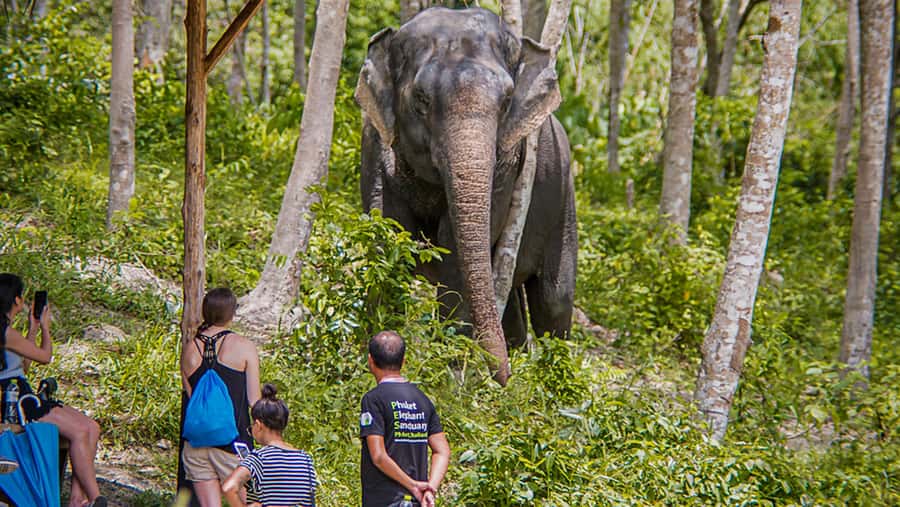 Phuket Elephant Sanctuary: Half-Day with Vegetarian Meal - Arrival at the Tree Top Lounge
