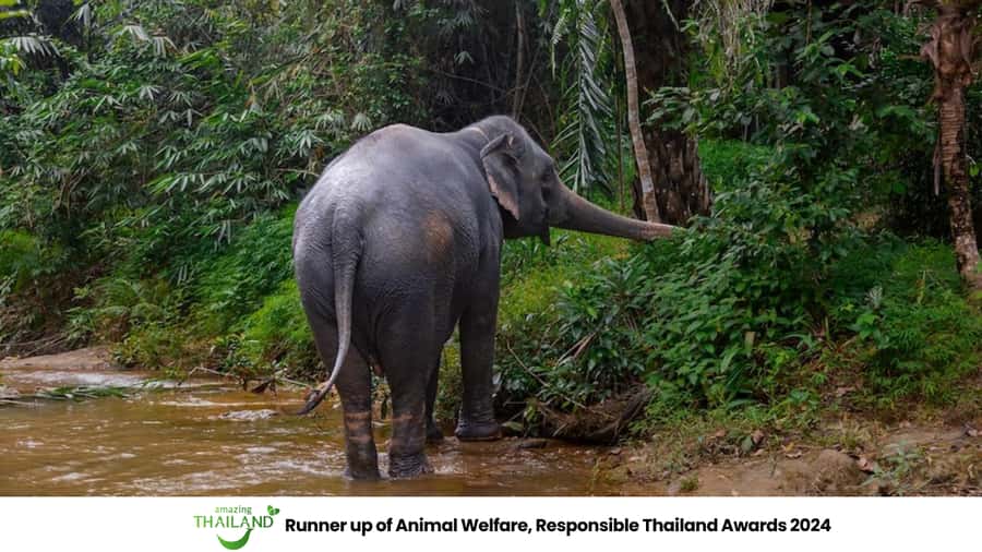Phuket: Elephant Sanctuary Tour, Cooking Class & Lunch - Booking advice and final verdict