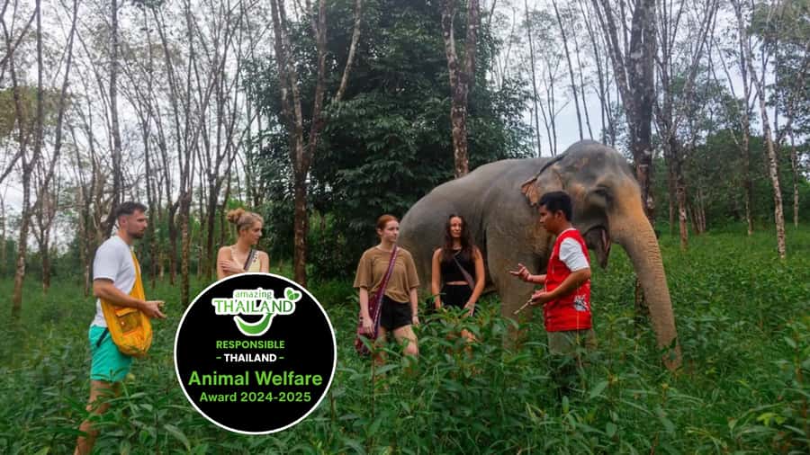 Phuket: Elephant Sanctuary Tour, Cooking Class & Lunch - Meeting the elephants in a natural setting
