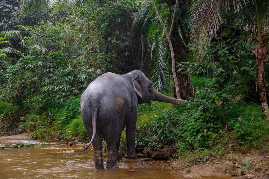 Phuket: Elephant Sanctuary Tour, Cooking Class & Lunch - Watching elephants bathe without taking over