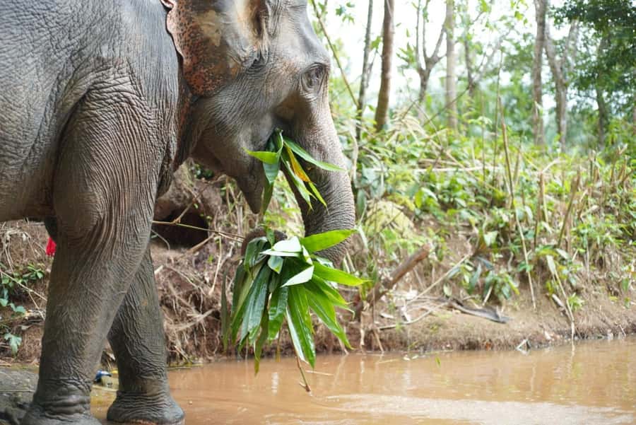 Phuket: Elephant Sanctuary Tour, Cooking Class & Lunch - Thai cooking and a proper lunch