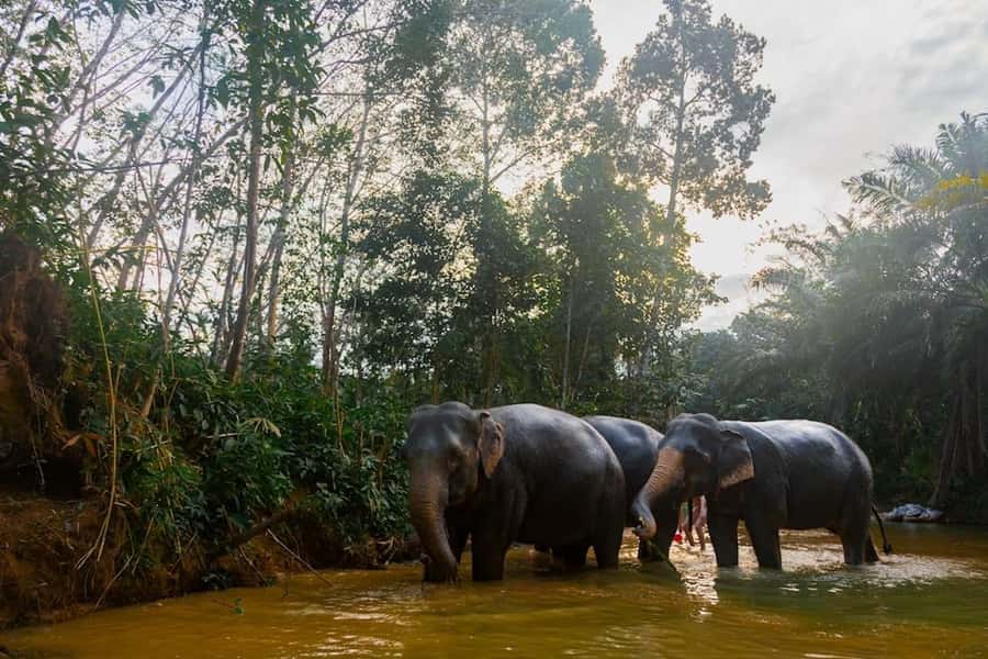 Phuket: Elephant Sanctuary Tour, Cooking Class & Lunch - Sai Rung Waterfall and the backup plan