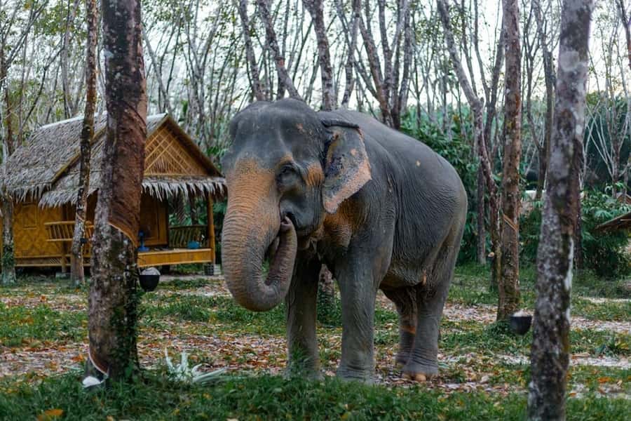 Phuket: Elephant Sanctuary Tour, Cooking Class & Lunch - What the $102 price really covers