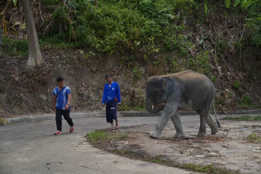 Phuket: Elephant Sanctuary & Zipline Adventure Combo - The 16-platform zipline in Kamala