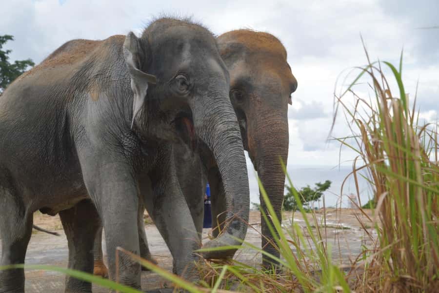 Phuket: Elephant Sanctuary & Zipline Adventure Combo - How the transfer schedule affects your day