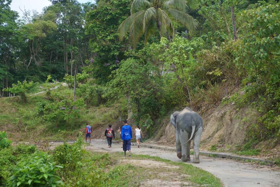 Phuket: Elephant Sanctuary & Zipline Adventure Combo - Is $76 a fair price?