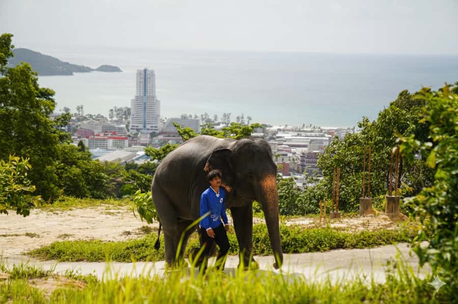Phuket: Ethical Elephant Sanctuary Experience - Key points to know before you book
