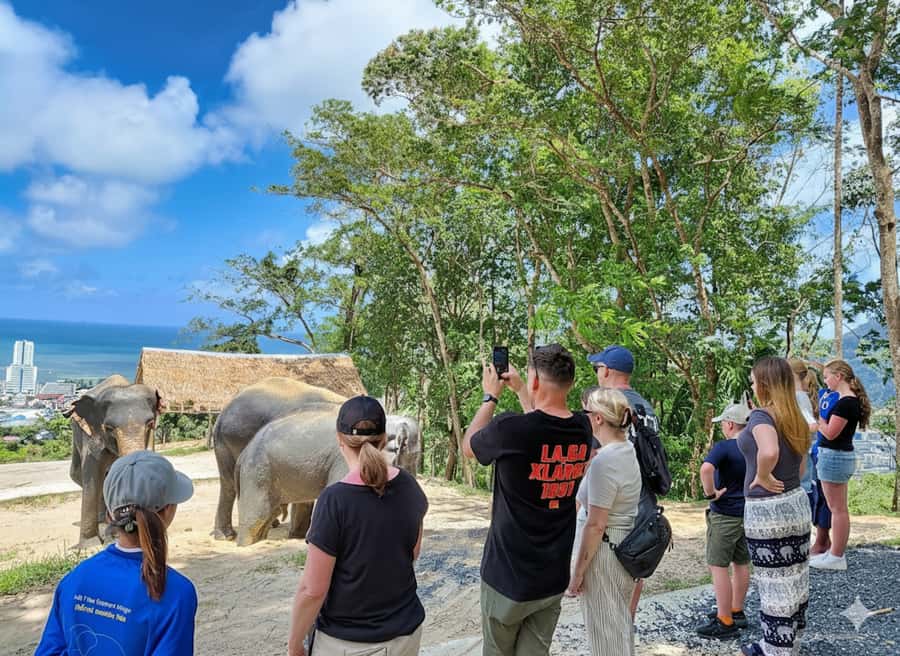 Phuket: Ethical Elephant Sanctuary Experience - Meeting Phuket’s rescued elephants in the forest