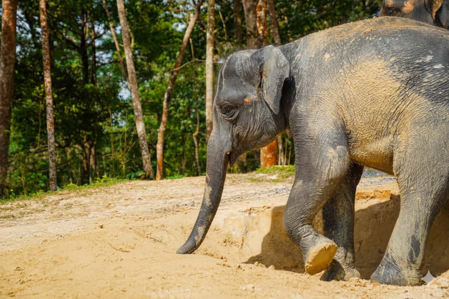 Phuket: Ethical Elephant Sanctuary Experience - Bathing elephants in the lake