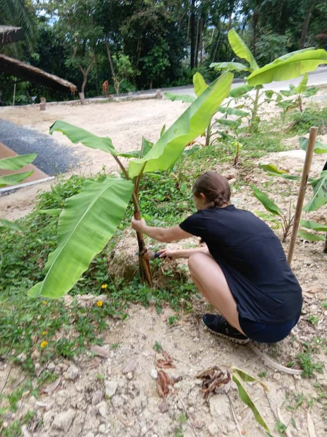 Phuket: Ethical Elephant Sanctuary Experience - How ethical is the elephant contact?