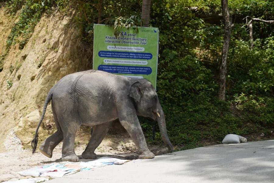 Phuket: Guide Tour to Patong Elephant Sanctuary - What the Experience Is Really About