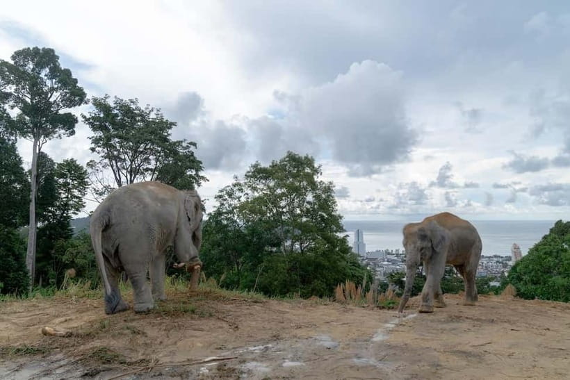 Phuket: Guide Tour to Patong Elephant Sanctuary - Should You Book the Patong Elephant Sanctuary Tour?