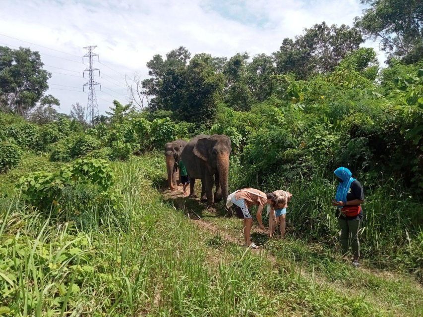 Phuket: Guide Tour to Patong Elephant Sanctuary - Why the New Sanctuary Has No Toilet