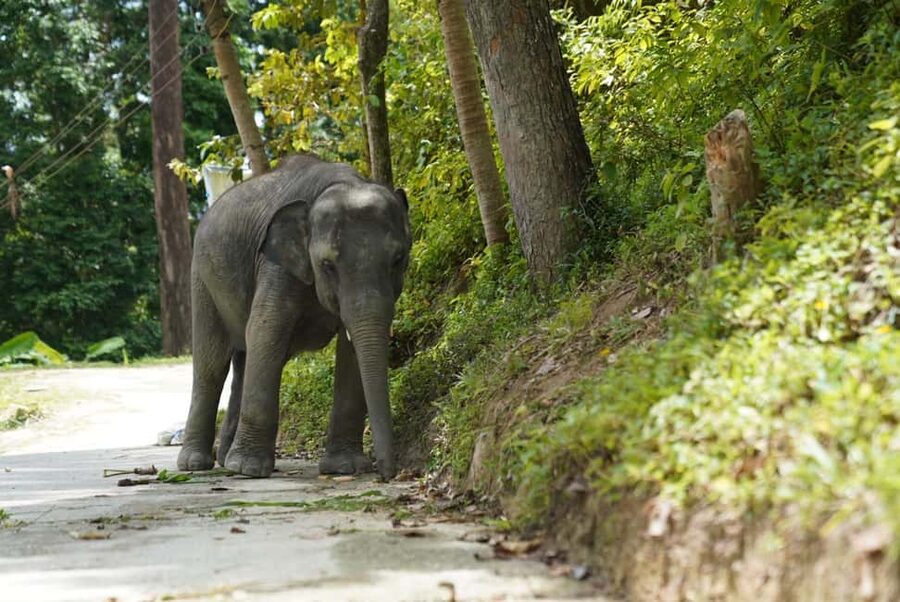 Phuket: Guided Tour to Elephant Sanctuary & Hotel Transfer - Who should book this experience?
