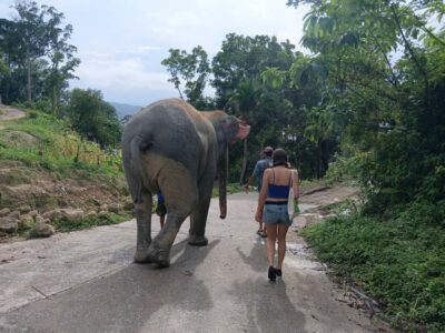 Phuket: Guided Tour to Elephant Sanctuary & Hotel Transfer