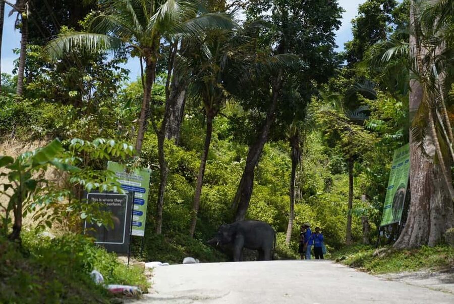 Phuket: Guided Tour to Elephant Sanctuary & Hotel Transfer - The ethical question you should ask