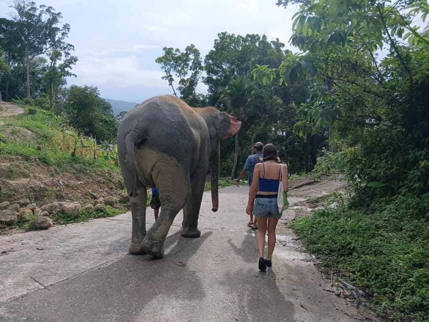 Phuket: Guided Tour to Elephant Sanctuary & Hotel Transfer - From Phuket hotel to Patong Hill Tribe Elephant Village