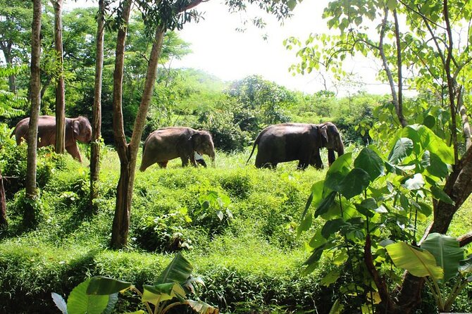 Phuket Guided Tour to Elephant Sanctuary with Hotel Transfers - Walking into the elephants’ forest home