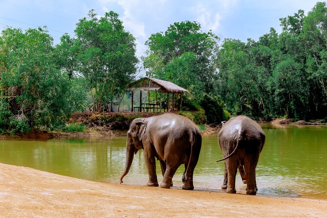 Phuket Guided Tour to Elephant Sanctuary with Hotel Transfers - Why the ethical format matters
