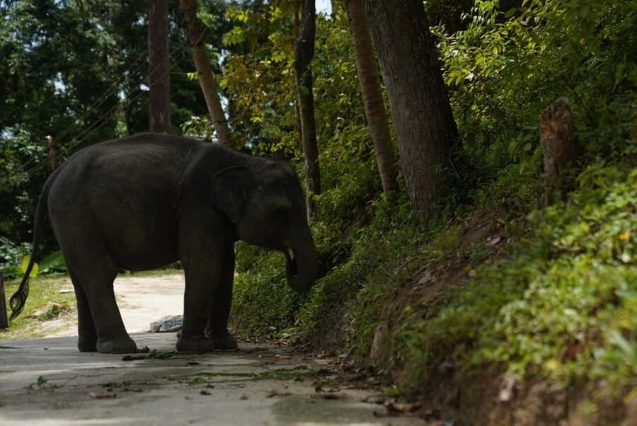Phuket : Guided Tour to Elephant Sanctuary with Transfers - Transfers From Patong, Kata, Karon, and Beyond
