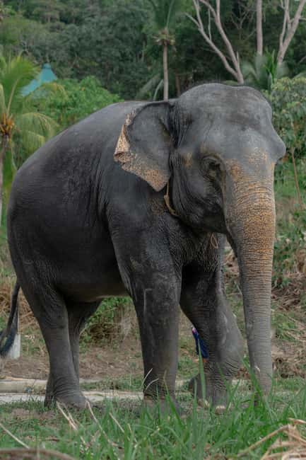Phuket: Guided Walk Tour to Elephant Sanctuary with Transfer - A gentle introduction to Phuket’s captive elephants
