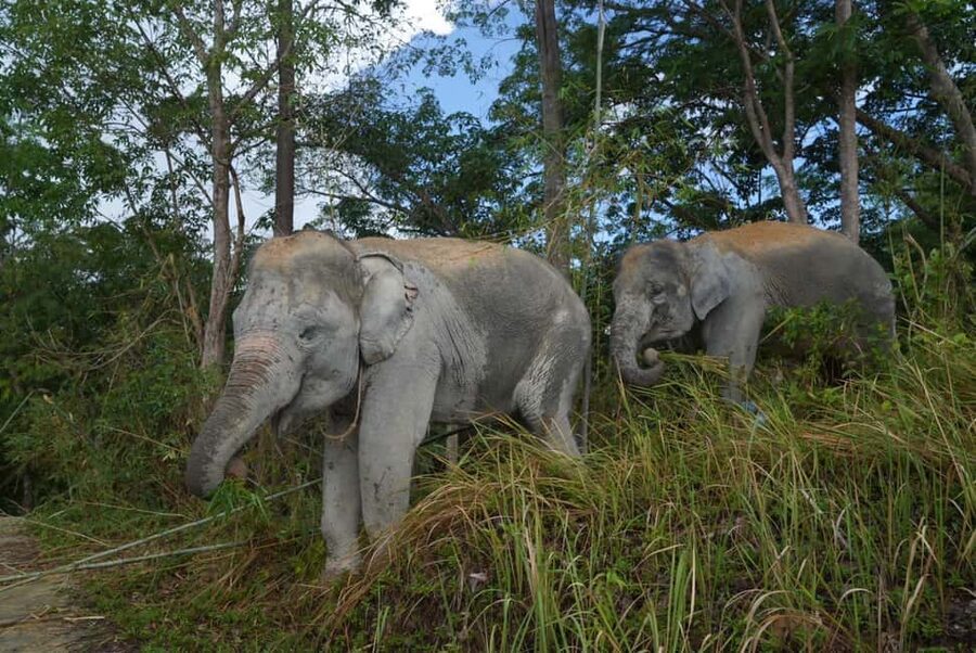 Phuket: Guided Walk Tour to Elephant Sanctuary with Transfer - What the caretaker stories add
