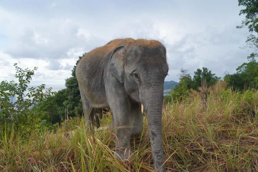 Phuket: Guided Walk Tour to Elephant Sanctuary with Transfer - Hand-feeding at the end