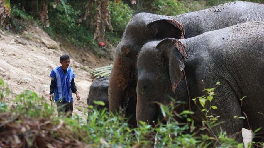 Phuket: Guided Walk Tour to Elephant Sanctuary with Transfer - Is $51 a fair price?