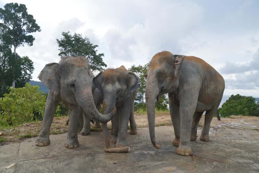 Phuket: Guided Walk Tour to Elephant Sanctuary with Transfer - What to bring for a comfortable visit