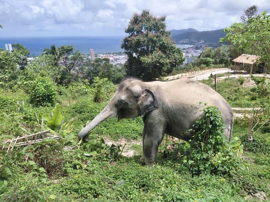Phuket: Guided Walk Tour to Elephant Sanctuary with Transfer - The 20-minute ride to the sanctuary