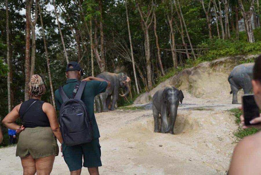 Phuket: Patong Elephant Sanctuary Observe & Learn Experience - A calmer way to meet elephants near Patong