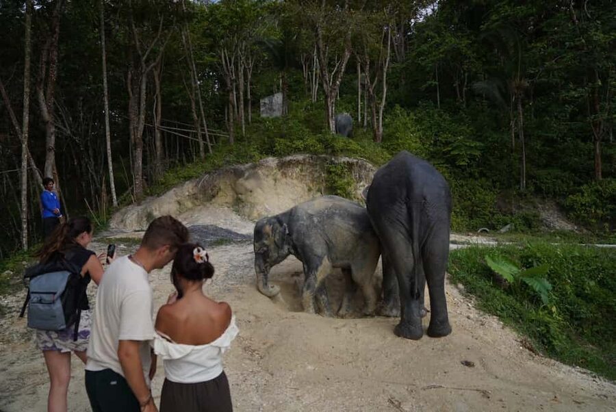 Phuket: Patong Elephant Sanctuary Observe & Learn Experience - Practical advice before you go